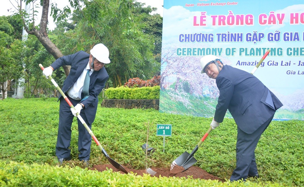 Japan presents cherry trees to strengthen solidarity and friendship with Vietnamese province